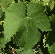 Feuille de Chasselas