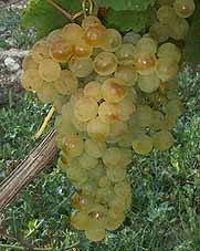 Grappe de Chasselas