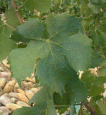 Feuille de Brun Argenté