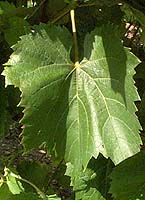 Feuille de Baco noir