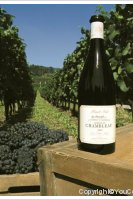Chambleau - Pinot Noir